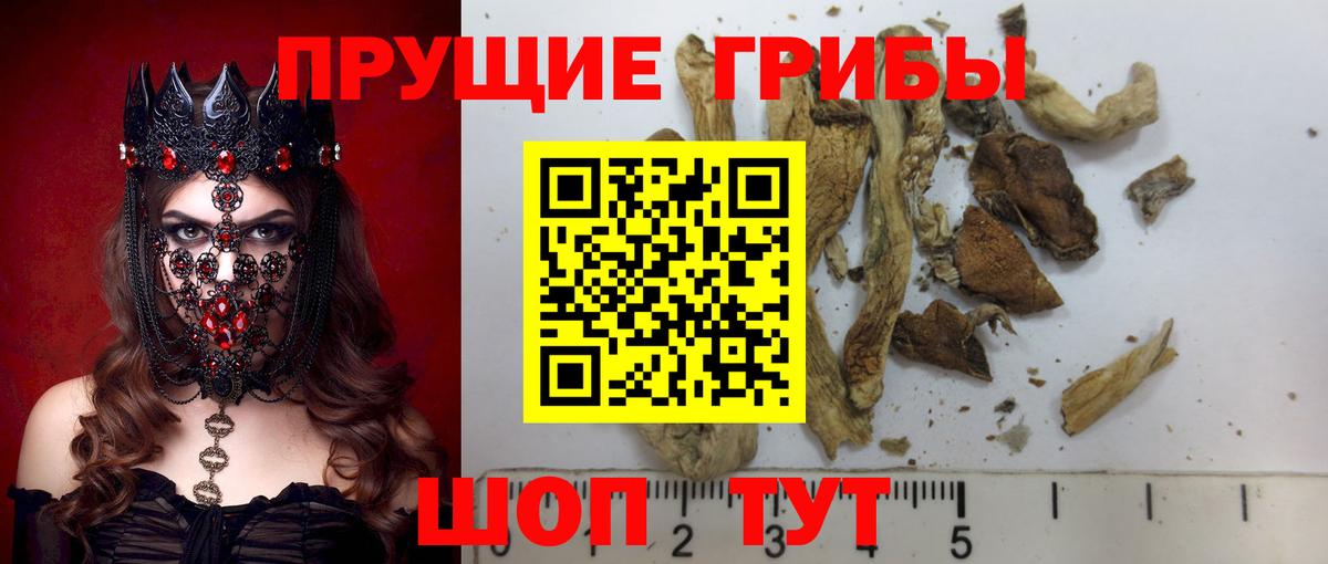 Нальчик  Псилоцибиновые грибы Psilocybe  Вход с VPN 